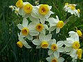 Amaryllidaceae - Narcissus tazetta